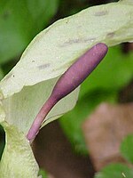 Arum cylindraceum0.jpg