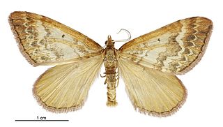 <i>Asaphodes helias</i> species of moth endemic to New Zealand