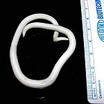 Ascaris lumbricoides - hys ynter 15 - 35 cm