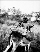 Ashluslaygossar kom från åkern med majs. Gran Chaco, Rio Pilcomayo. Bolivia - SMVK - 004624.tif