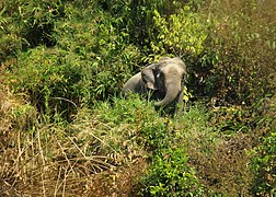 Asiatischer Elefant im Inoni-Nationalpark in Bangladesch