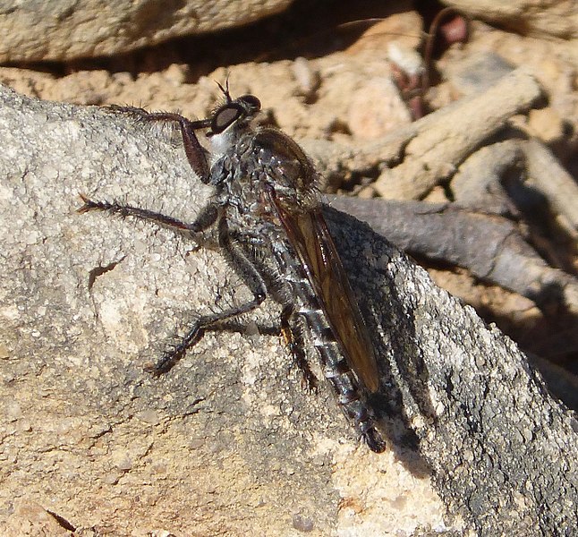 File:Asilidae Robber Fly (33209172825).jpg