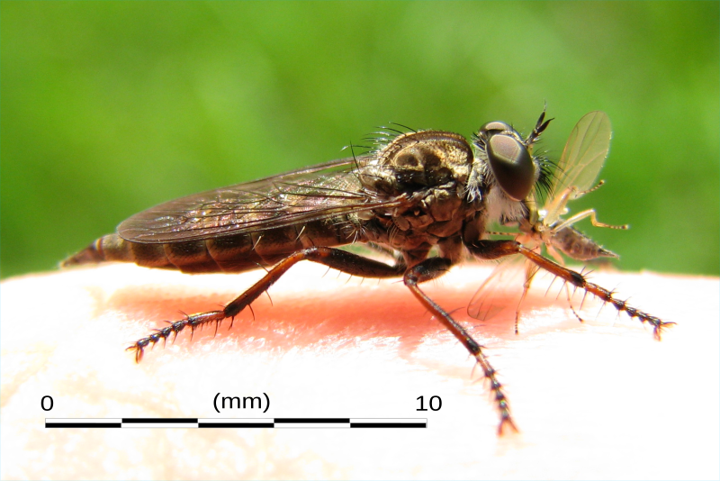 File:Asilidae member (AF)-right 02.svg