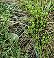 Fiddleheads emerging in spring