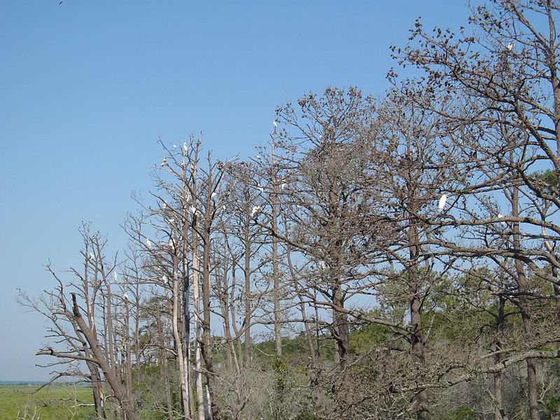 File:Assateague Island National Seashore - Virginia (8124485426).jpg