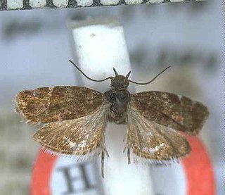 <i>Asterivora ministra</i> Species of moth