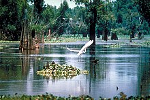 A swamp in the Atchafalaya Basin.