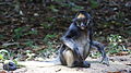 Ateles belzebuth (White-bellied spider monkey).jpg
