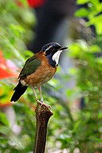 Vignette pour Brachypteraciidae