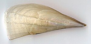 Fragile pen shell (Atrina fragilis)