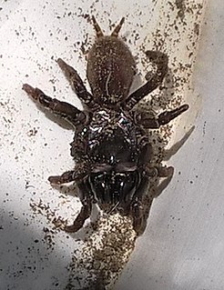 <i>Atypus muralis</i> Species of spider