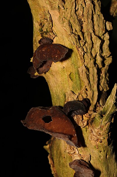 File:Auricularia auricula-judae 101964199.jpg