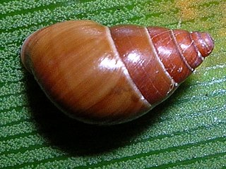 <i>Auriculella</i> Genus of gastropods