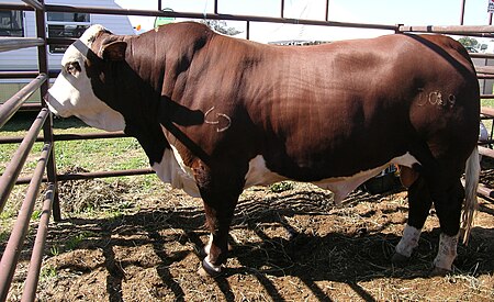 An Australian Braford bull Australian Braford.JPG