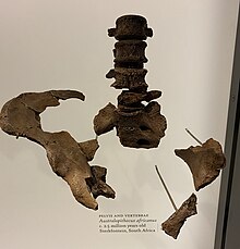 Australopithecus africanus pelvis and vertebrae at the American Museum of Natural History Australopithecus africanus pelvis and vertebrae at AMNH.jpg