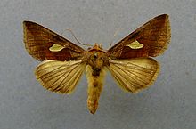 Autographa bractea.jpg