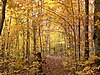 Fall colours in the path of Lake Gabet