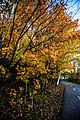 Autumn path (37681722461).jpg