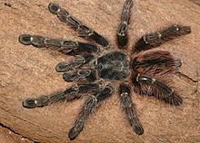 Avicularia taunayi kadın ZK102.jpg