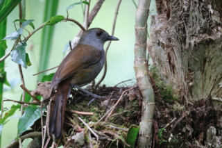 <span class="mw-page-title-main">Bagobo babbler</span> Species of bird