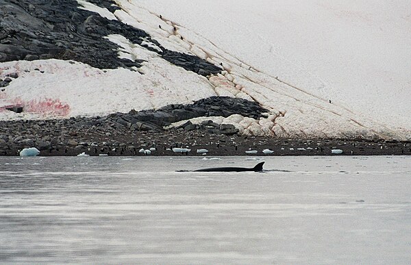 Antarctic minke whale in Neko Harbour, Antarctica