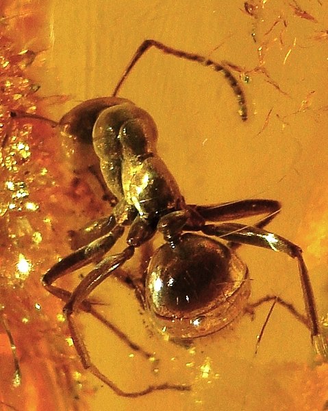 File:Baltic amber inclusions - Ant (Hymenoptera, Formicidae)8 (cropped).JPG