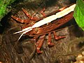 オニヌマエビの一種 Atyopsis moluccensis。長い毛がある2対の歩脚を振りかざす