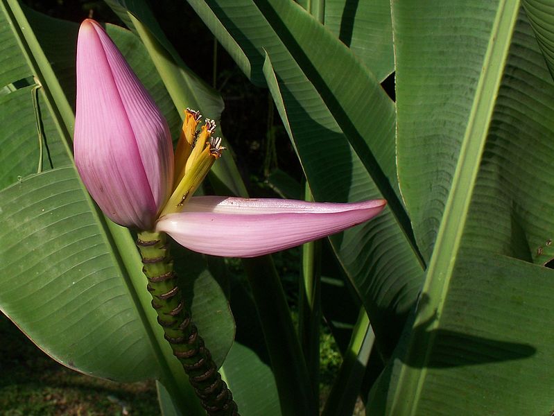 File:Banana flower (Henri Pittier, Venezuela).jpg