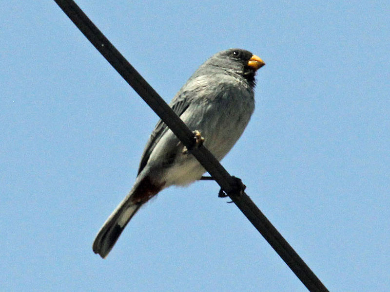 File:Band-tailed Seedeater RWD.jpg