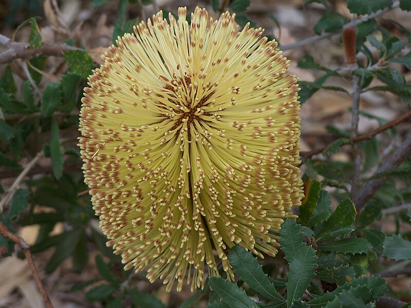 File:Banksia epica 01 gnangarra.jpg