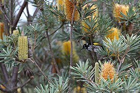 Banksia verticillata and New Holland Honeyeater.JPG