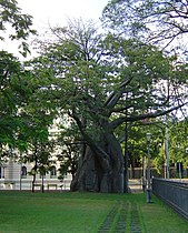 Baobá in Praça da