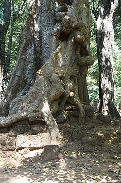 Baphuon Temple Forest, Angkor.- (Cambodia)