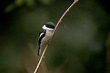 Bar-winged flycatcher-shrike Bar-Winged flycatcher Shrike DSC3833.jpg