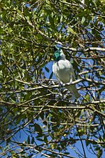 Thumbnail for List of birds of Paraguay