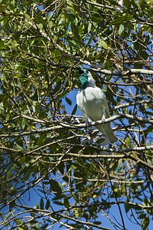 List of birds of Paraguay - Wikipedia