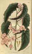 Planche botanique de 1828
