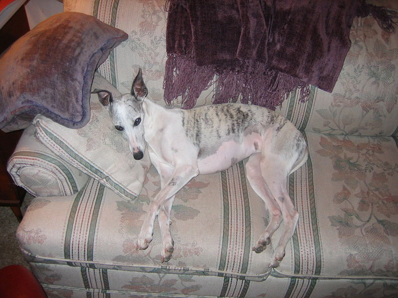 File:Bella on the sofa.jpg