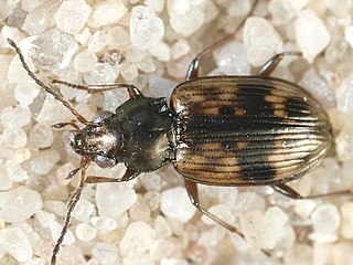 <i>Bembidion semipunctatum</i> Species of beetle