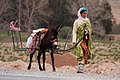 Berber woman with Donkey (15345168315).jpg