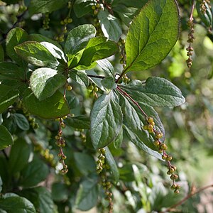 Short stemmed barberry with buds