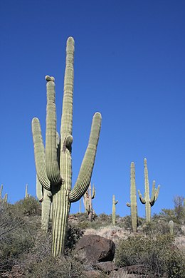 Carnegia gigantea