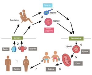 Processes in the human biological life cycle:
1. maturity; 2. spermatogenesis and oogenesis;
3. vaginal intercourse with internal fertilization;
4. zygote; 5. embryonic development;
6. childbirth; 7. adolescence. Biological life cycle of humans 2.png