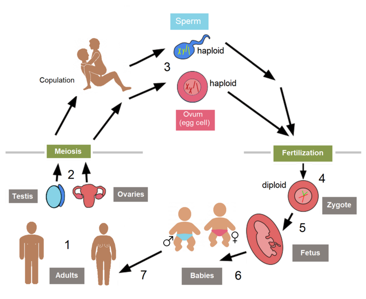 File:Biological life cycle of humans 2.png