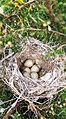 Birds eggs in nature.jpg