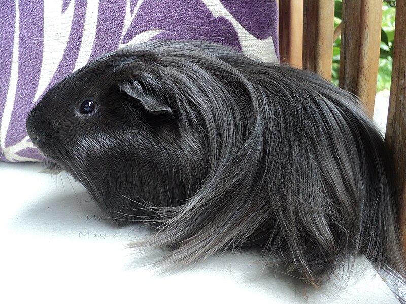 File:Black-haired Peruvian guinea pig.JPG