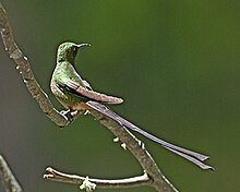 Svartslepkolibri, Lesbia victoriae