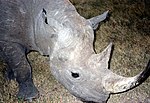 Thumbnail for Eastern black rhinoceros