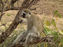Vervet monkey Black faced vervet monkey Chlorocebus pygerythrus in Tanzania 0741 Nevit.jpg