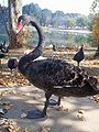 Black swan at lake ginninderra.JPG